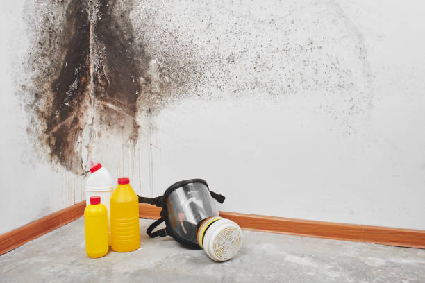 Best Office Mold Removal Services  in Asheville, NC