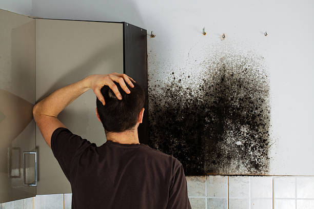 Best Emergency Mold Removal  in Asheville, NC