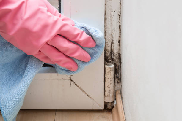 Best Residential Mold Removal  in Asheville, NC